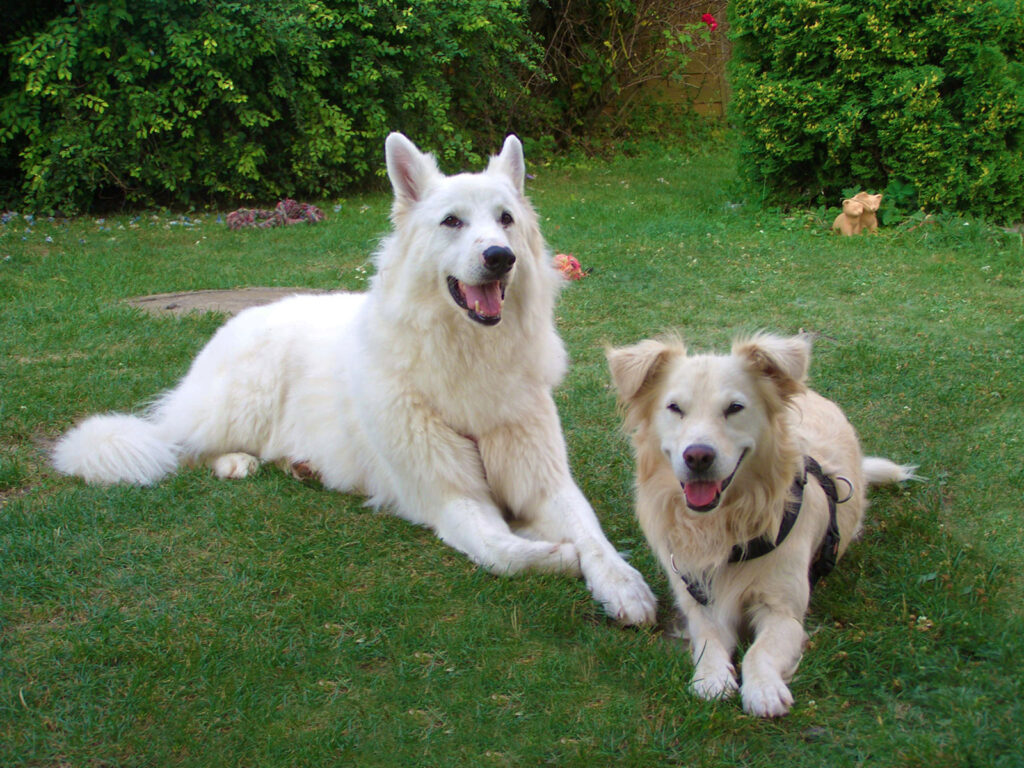 Meine beiden "Kinder" im Garten